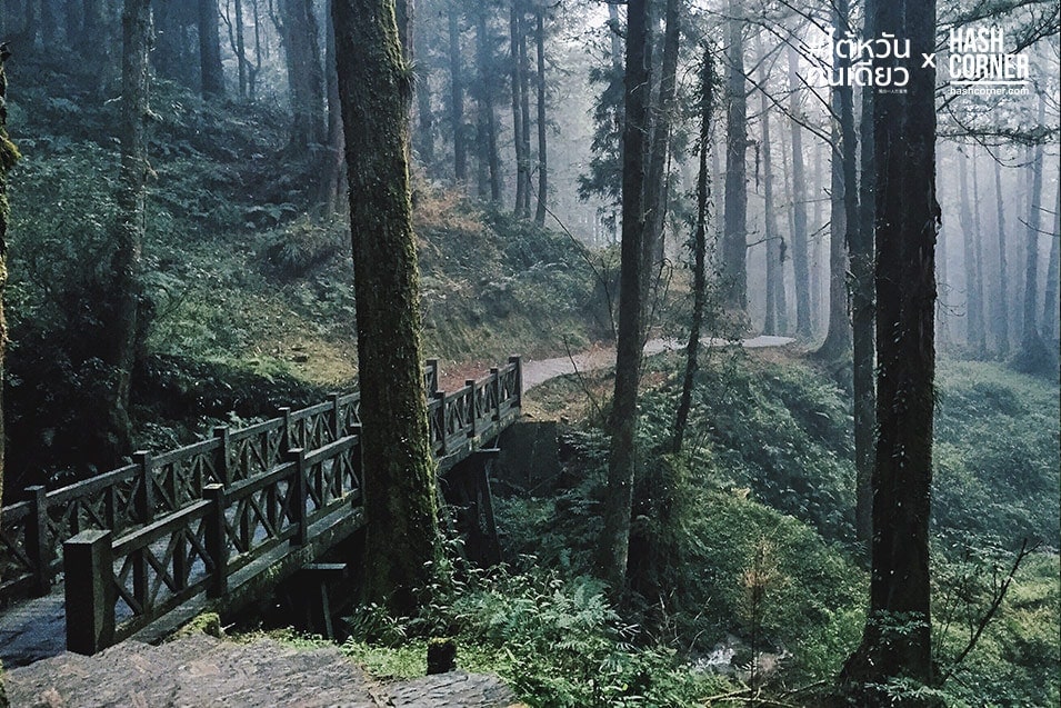 รีวิว อาลีซาน (Alishan) เที่ยวไต้หวัน ทั่วประเทศ!