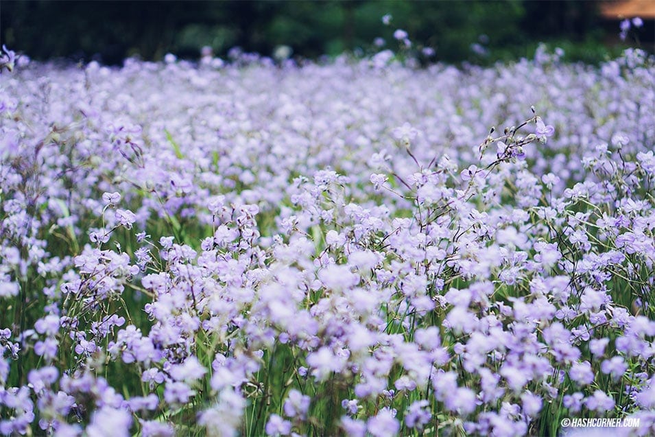 รีวิว ทุ่งดอกหงอนนาค (ปราจีนบุรี) : ถ่ายรูปมุ้งมิ้ง สาวๆต้องชอบ!