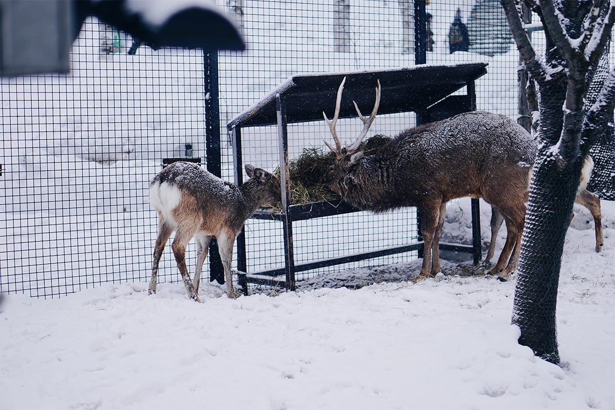 รีวิว อาซาฮิกาว่า-บิเอะ (Asahikawa-Biei) x ฮอกไกโด เที่ยวญี่ปุ่นหน้าหนาวคูลๆ