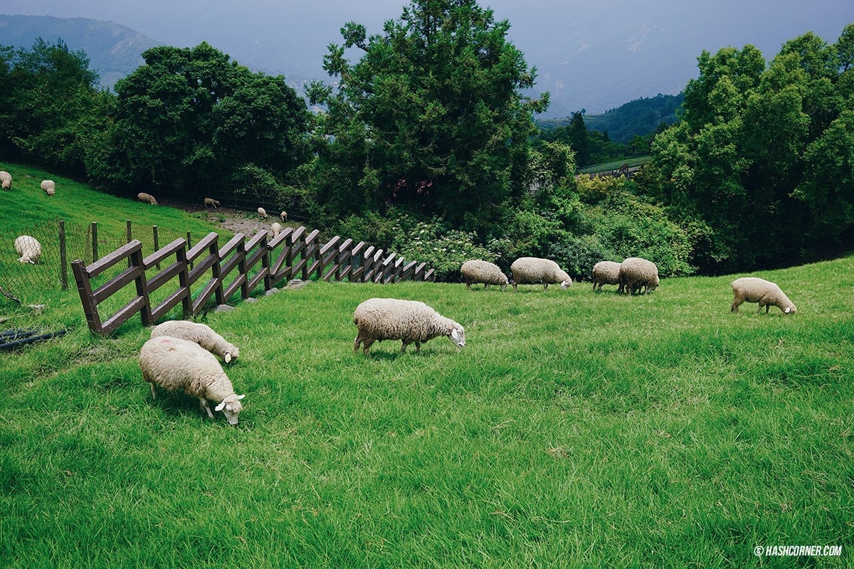 รีวิว ฟาร์มแกะชิงจิ้ง (Cingjing Farm) + เหอหวนซาน (Hehuanshan) เที่ยวไต้หวัน ทั่วประเทศ!