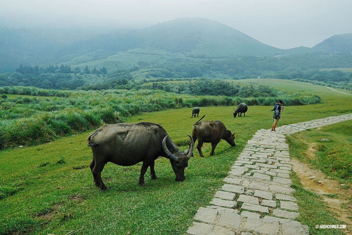 รีวิว หยางหมิงซาน (Yangmingshan) เที่ยวไต้หวัน ทั่วประเทศ!
