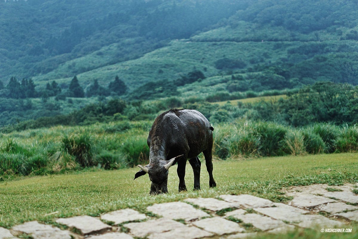 รีวิว หยางหมิงซาน (Yangmingshan) เที่ยวไต้หวัน ทั่วประเทศ!