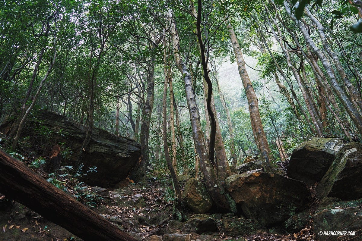 รีวิว Blue Mountains x ซิดนีย์ : เที่ยวออสเตรเลียเองแบบคูลๆ