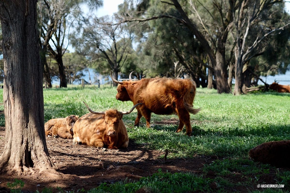 รีวิว Phillip Island (เกาะฟิลลิป) x เมลเบิร์น : เที่ยวออสเตรเลียเองแบบคูลๆ