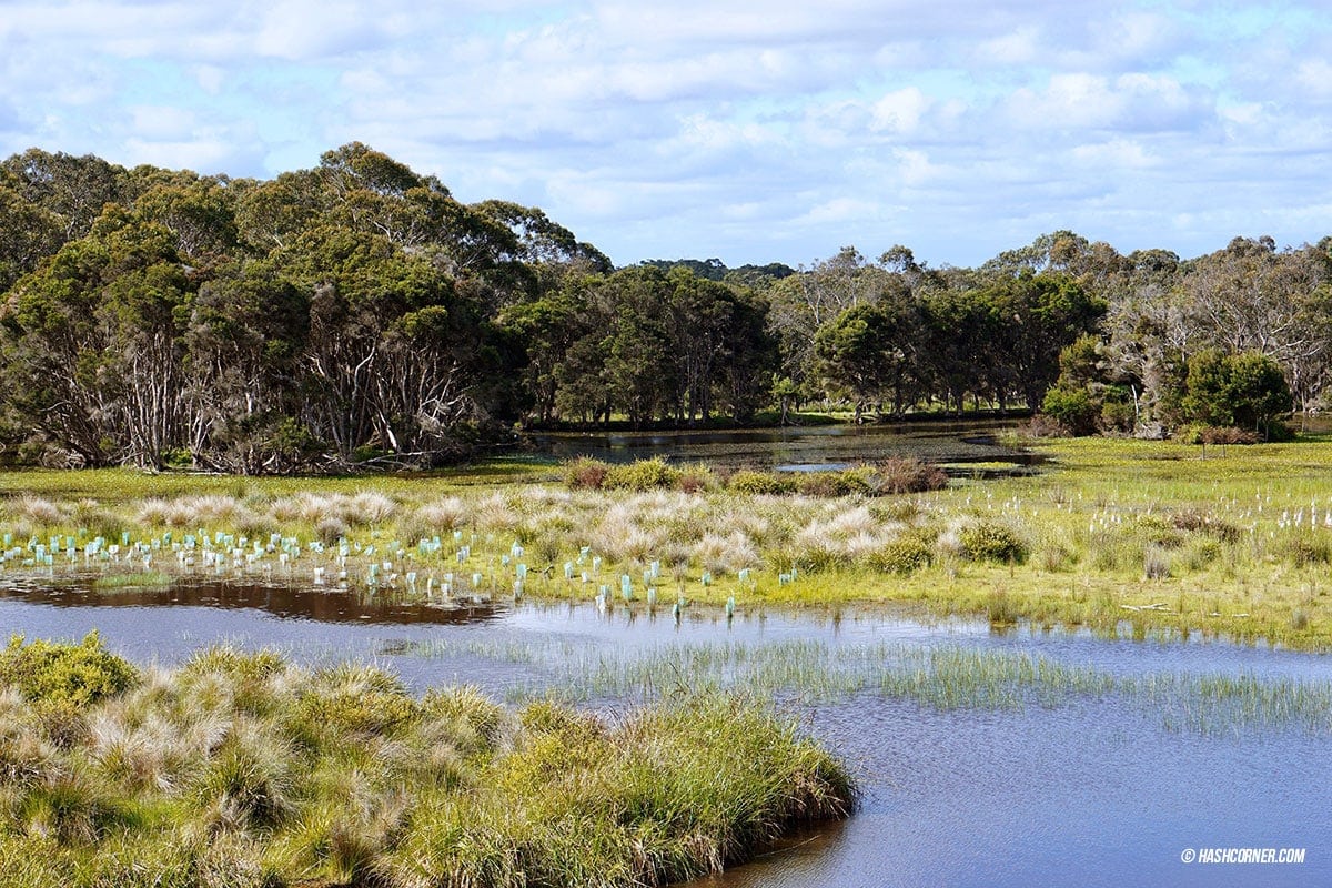 รีวิว Phillip Island (เกาะฟิลลิป) x เมลเบิร์น : เที่ยวออสเตรเลียเองแบบคูลๆ