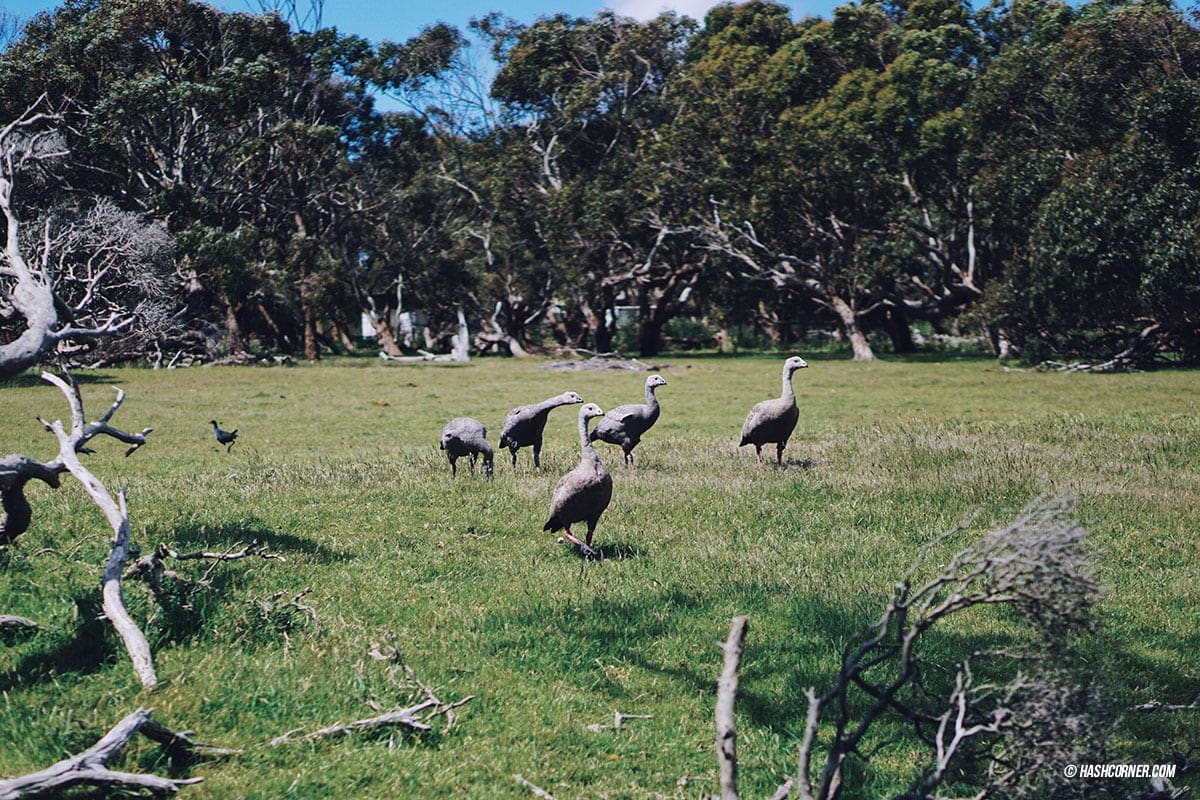 รีวิว Phillip Island (เกาะฟิลลิป) x เมลเบิร์น : เที่ยวออสเตรเลียเองแบบคูลๆ