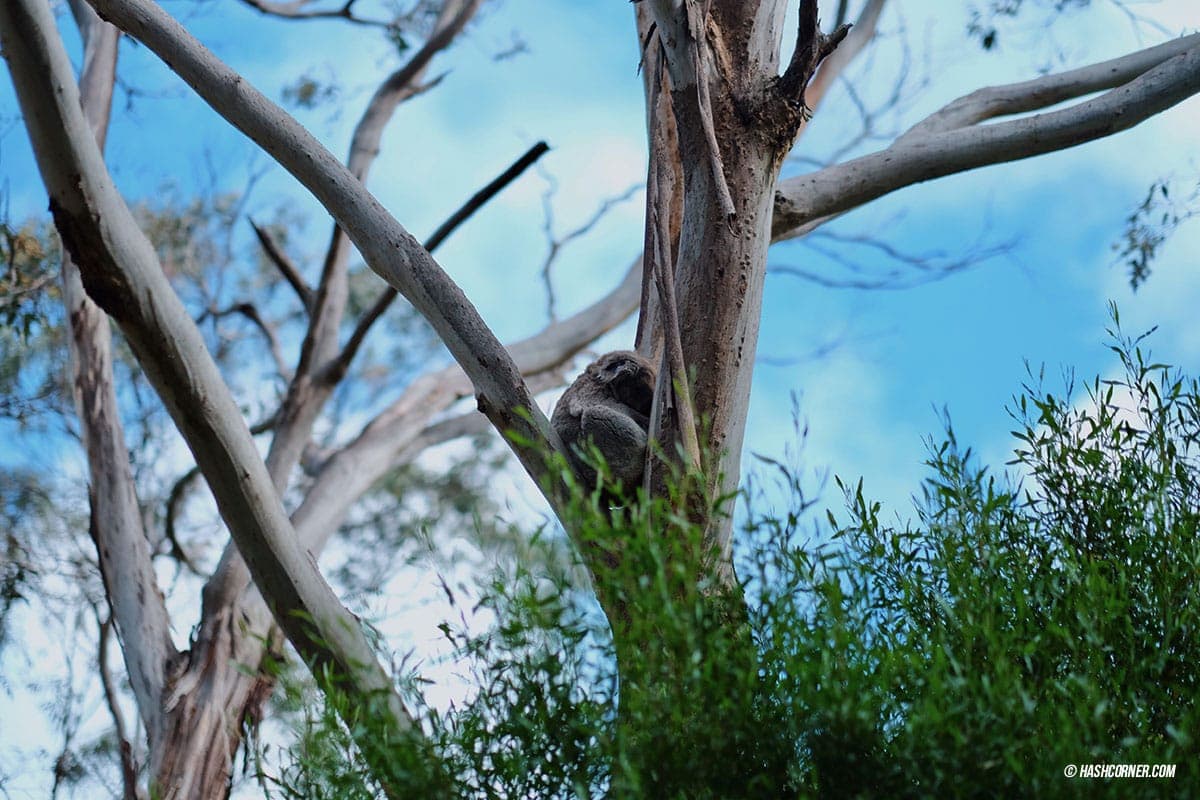 รีวิว Phillip Island (เกาะฟิลลิป) x เมลเบิร์น : เที่ยวออสเตรเลียเองแบบคูลๆ