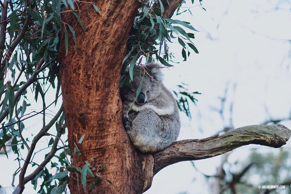 รีวิว Phillip Island (เกาะฟิลลิป) x เมลเบิร์น : เที่ยวออสเตรเลียเองแบบคูลๆ