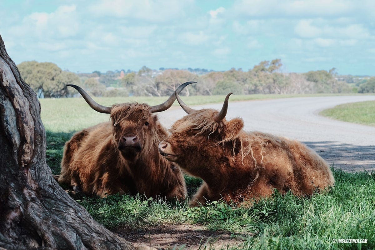 รีวิว Phillip Island (เกาะฟิลลิป) x เมลเบิร์น : เที่ยวออสเตรเลียเองแบบคูลๆ