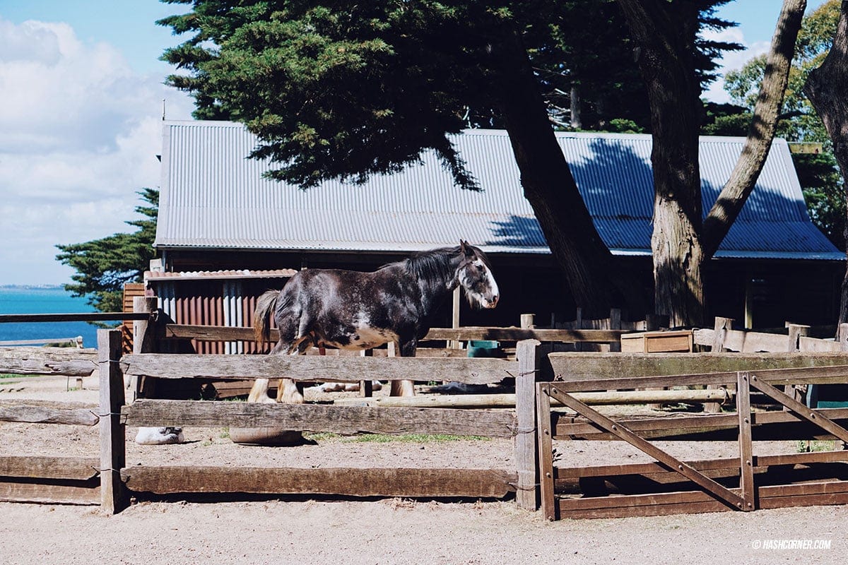 รีวิว Phillip Island (เกาะฟิลลิป) x เมลเบิร์น : เที่ยวออสเตรเลียเองแบบคูลๆ