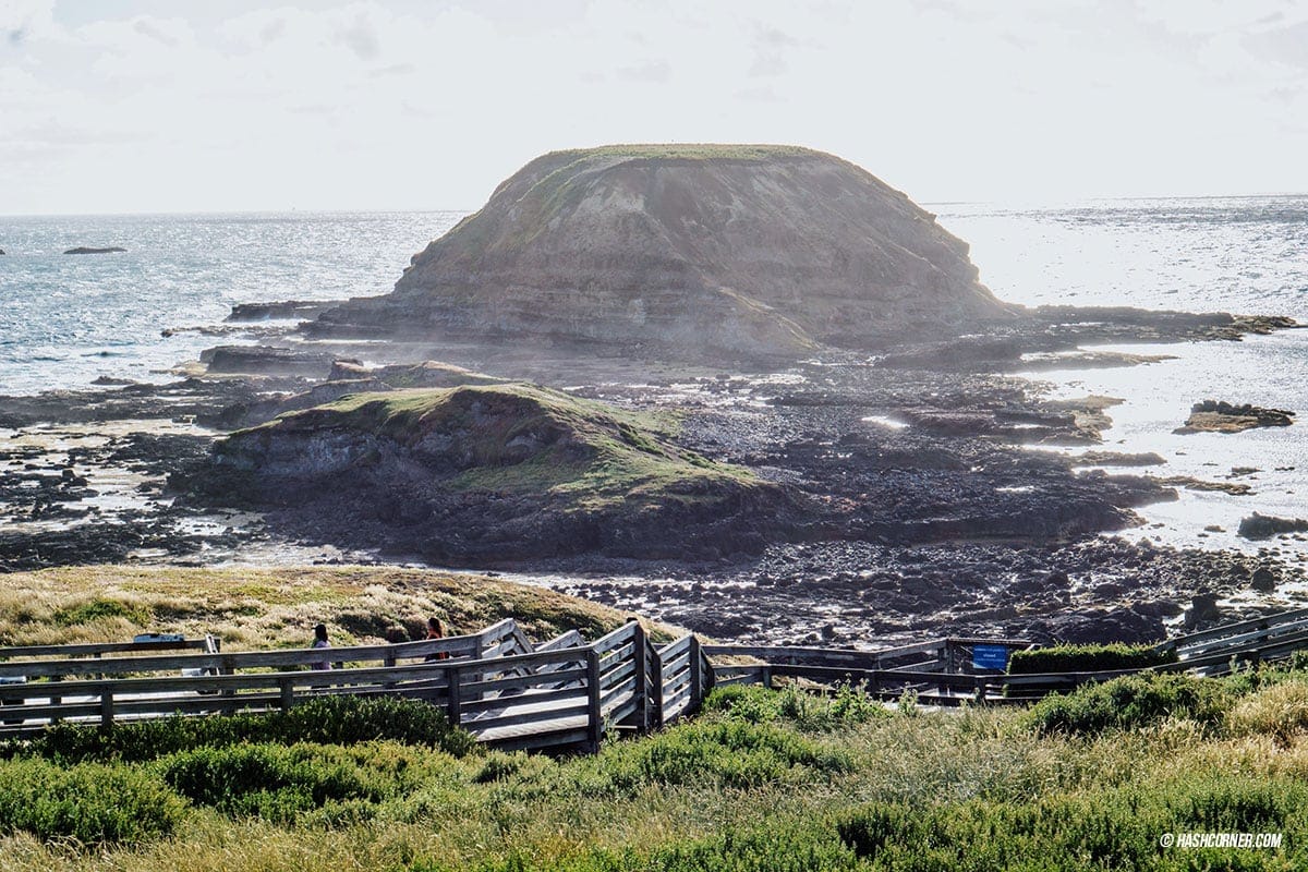 รีวิว Phillip Island (เกาะฟิลลิป) x เมลเบิร์น : เที่ยวออสเตรเลียเองแบบคูลๆ