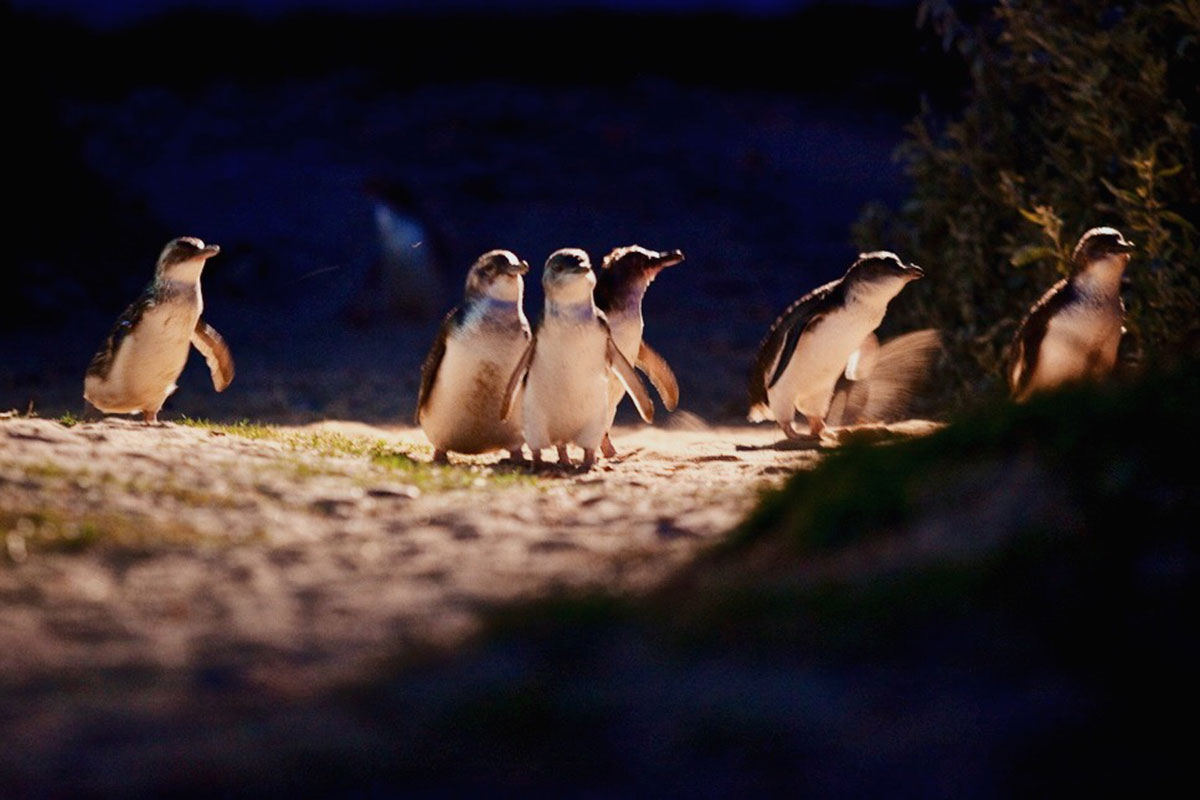 รีวิว Phillip Island (เกาะฟิลลิป) x เมลเบิร์น : เที่ยวออสเตรเลียเองแบบคูลๆ