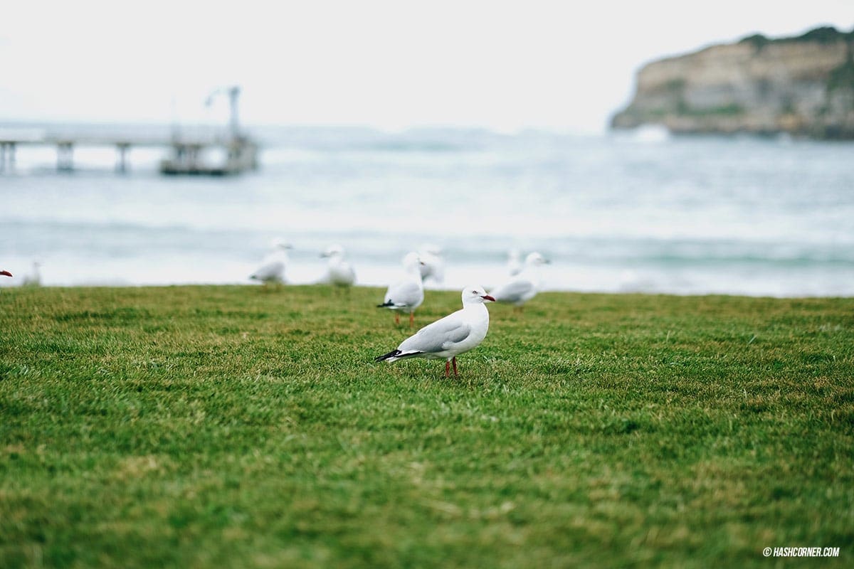 รีวิว Great Ocean Road x เมลเบิร์น : เที่ยวออสเตรเลียเองแบบคูลๆ