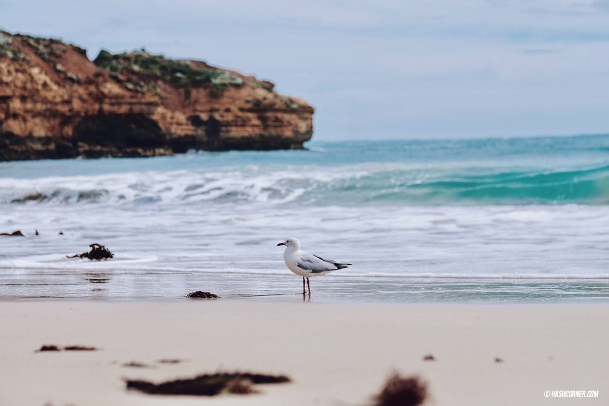 รีวิว Great Ocean Road x เมลเบิร์น : เที่ยวออสเตรเลียเองแบบคูลๆ