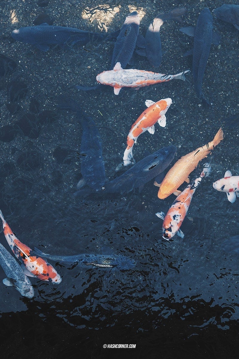 Kumamoto Travel Guide: An In-Depth Review of the City’s Must-See Attractions