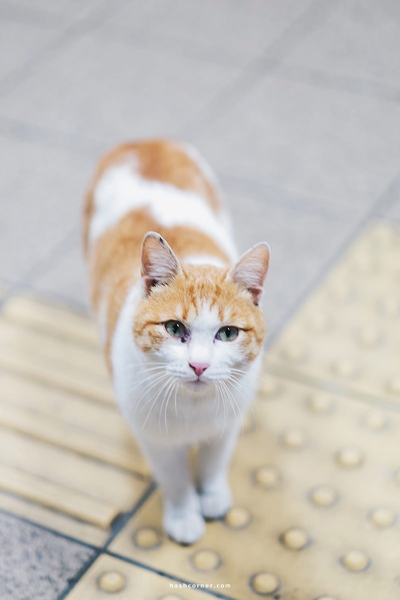รีวิว ฟุกุโอกะ (Fukuoka) : 8 ที่เที่ยว ครบเครื่องเมืองหลักคิวชู