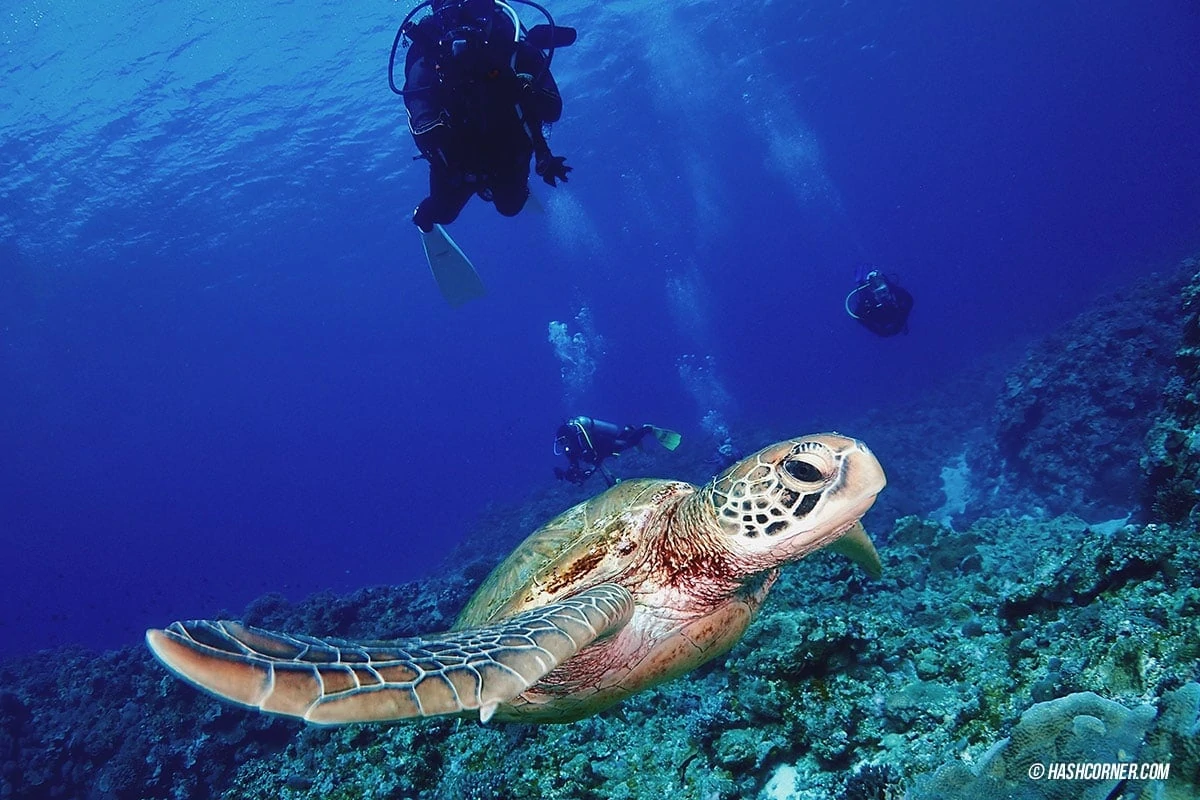 Okinawa Travel Guide: Complete Diving and Self-Driving Itinerary