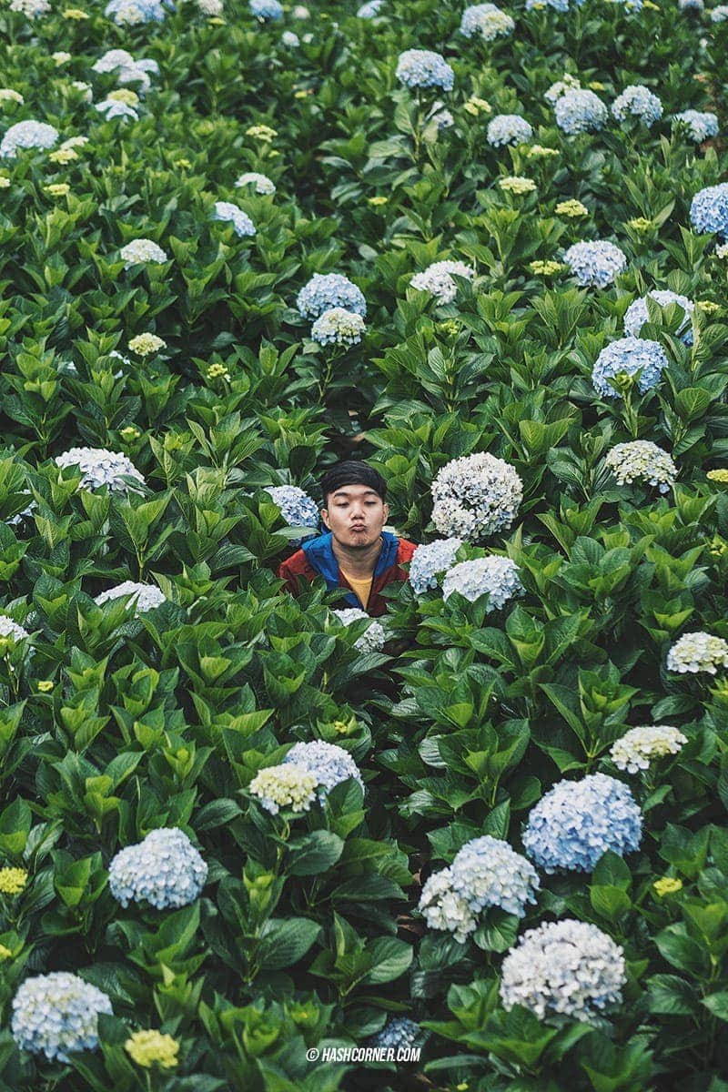 Da Lat x Vietnam : The Charming Instagramable City
