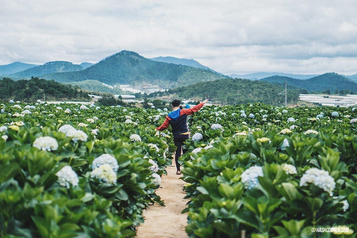 Da Lat x Vietnam : The Charming Instagramable City