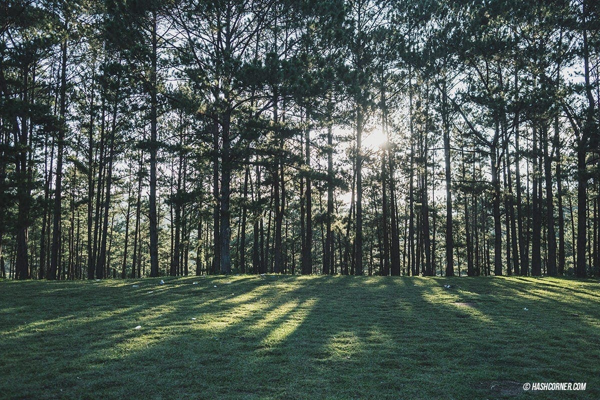 Da Lat x Vietnam : The Charming Instagramable City