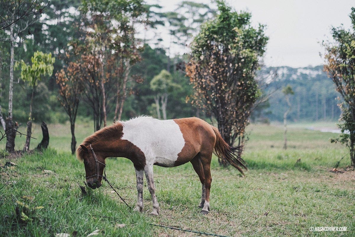 Da Lat x Vietnam : The Charming Instagramable City
