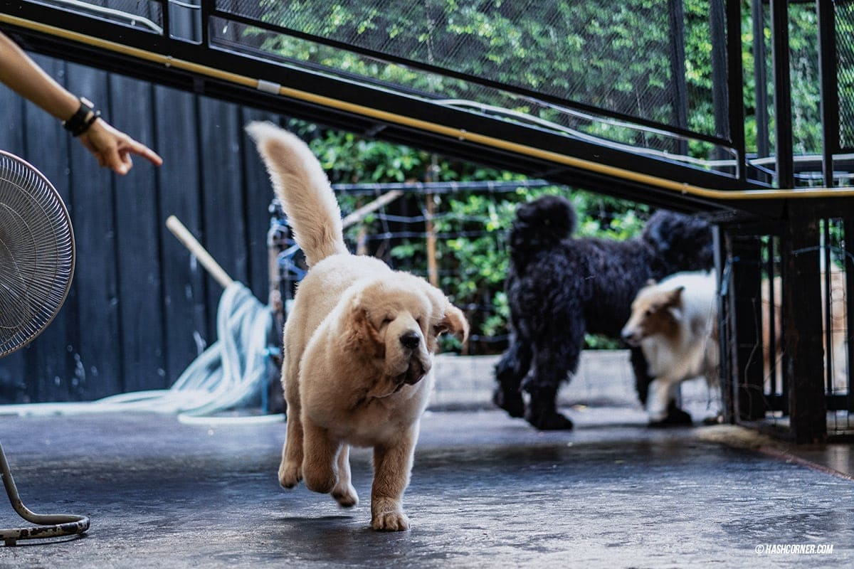 Dog Cafe Hopping : 3 คาเฟ่หมา เก๋กู๊ดสุดในกรุงเทพ