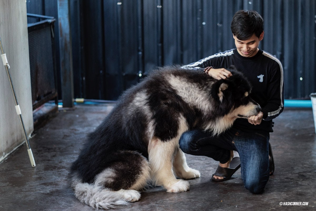 Dog Cafe Hopping : 3 คาเฟ่หมา เก๋กู๊ดสุดในกรุงเทพ