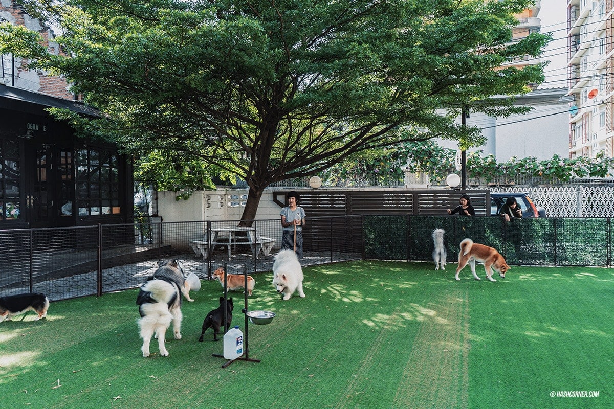 Dog Cafe Hopping : 3 คาเฟ่หมา เก๋กู๊ดสุดในกรุงเทพ