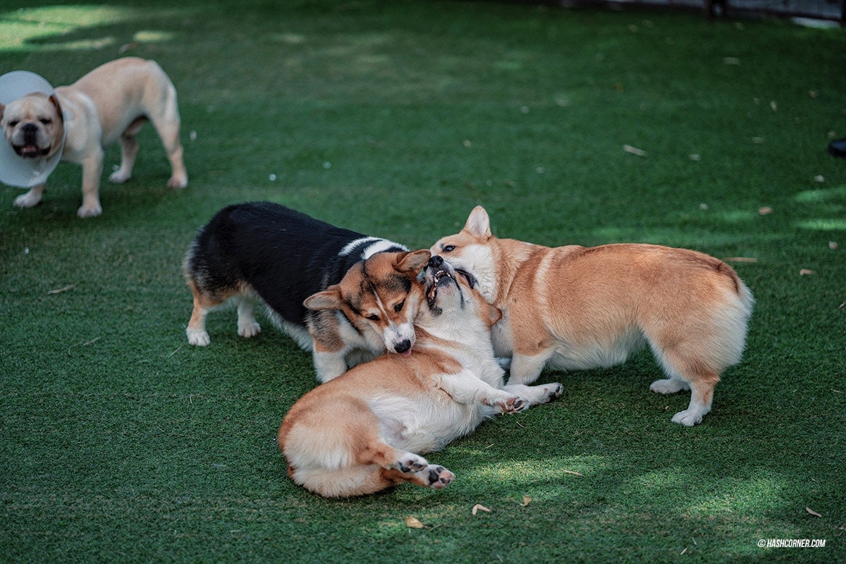 Dog Cafe Hopping : 3 คาเฟ่หมา เก๋กู๊ดสุดในกรุงเทพ