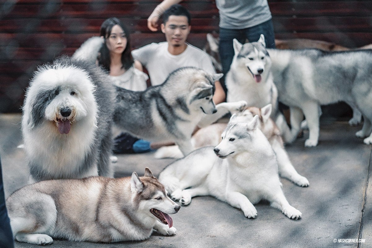 Dog Cafe Hopping : 3 คาเฟ่หมา เก๋กู๊ดสุดในกรุงเทพ