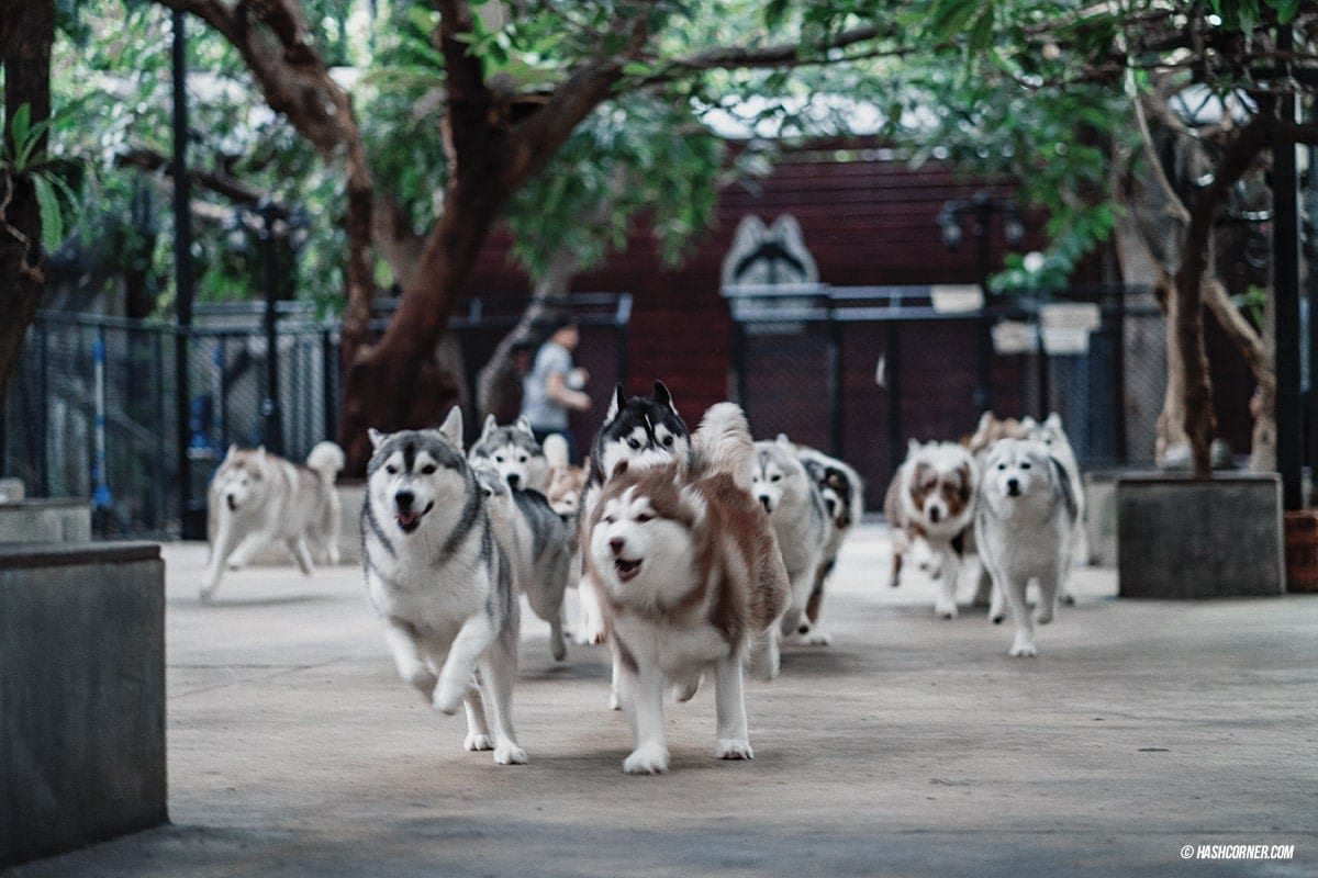 Dog Cafe Hopping : 3 คาเฟ่หมา เก๋กู๊ดสุดในกรุงเทพ