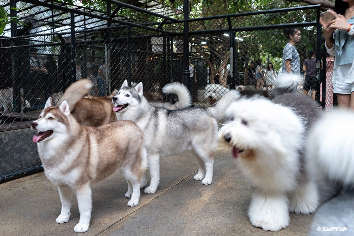 Dog Cafe Hopping : 3 คาเฟ่หมา เก๋กู๊ดสุดในกรุงเทพ