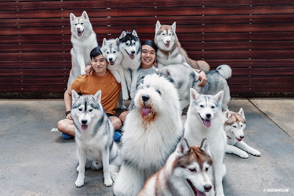 Dog Cafe Hopping : 3 คาเฟ่หมา เก๋กู๊ดสุดในกรุงเทพ