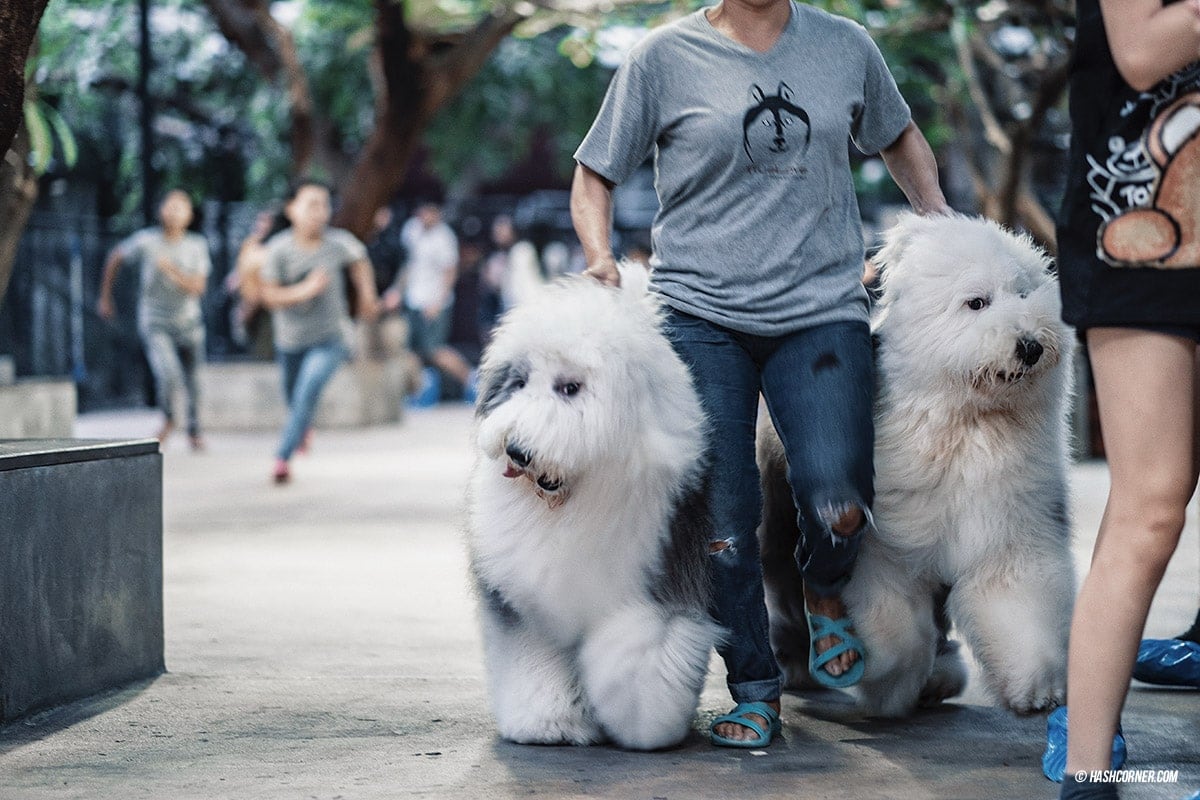 Dog Cafe Hopping : 3 คาเฟ่หมา เก๋กู๊ดสุดในกรุงเทพ