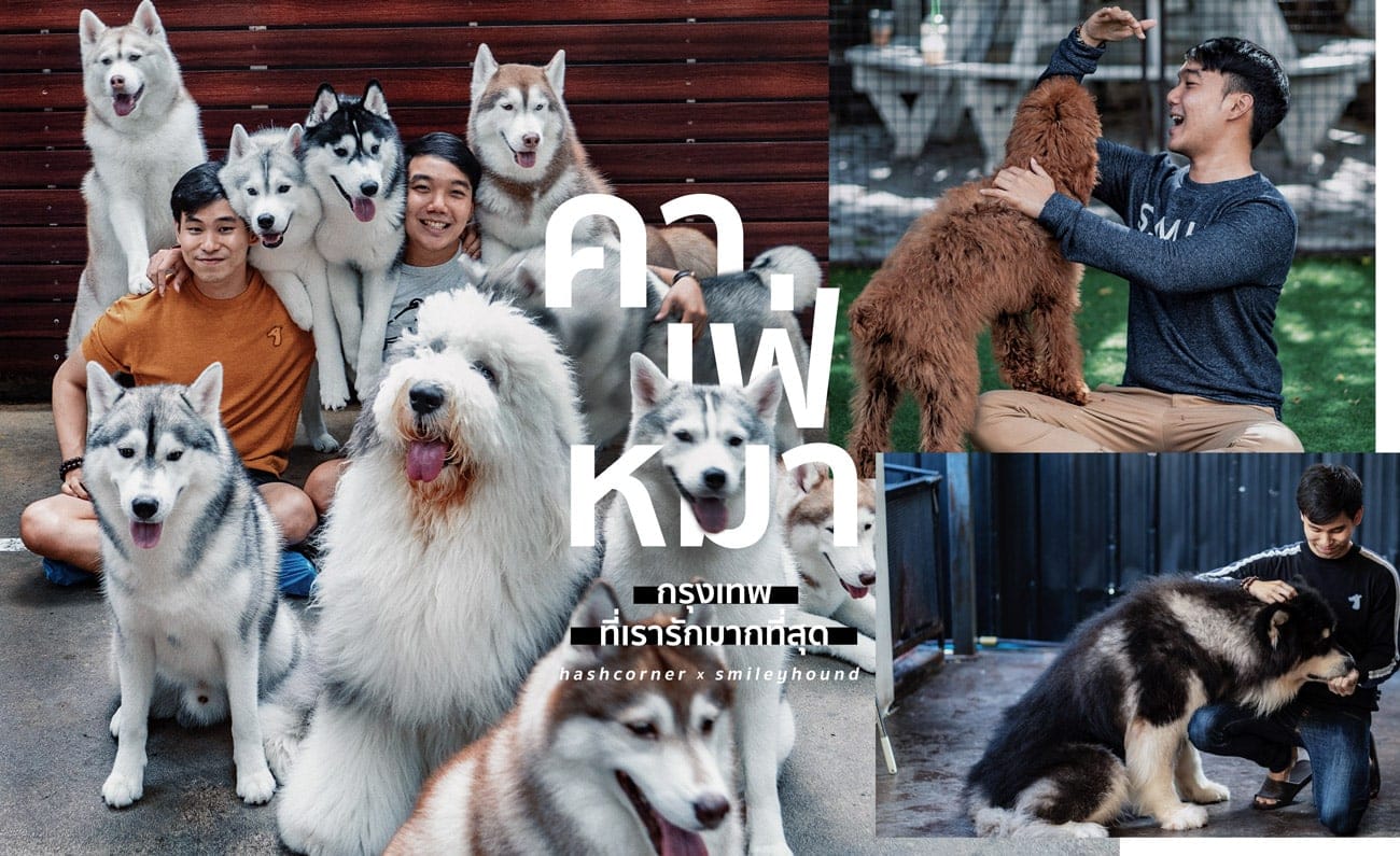Dog Cafe Hopping : 3 คาเฟ่หมา เก๋กู๊ดสุดในกรุงเทพ