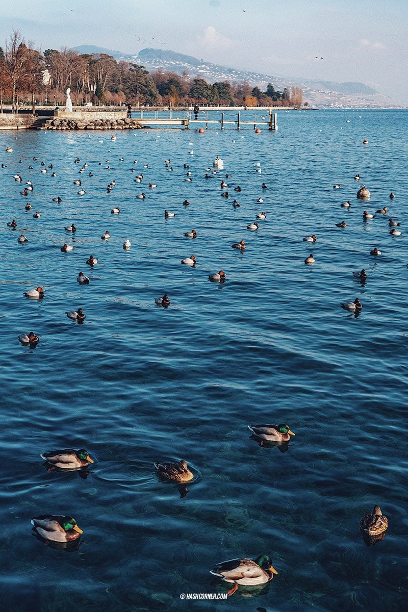 รีวิว โลซานน์ (Lausanne) x สวิตเซอร์แลนด์