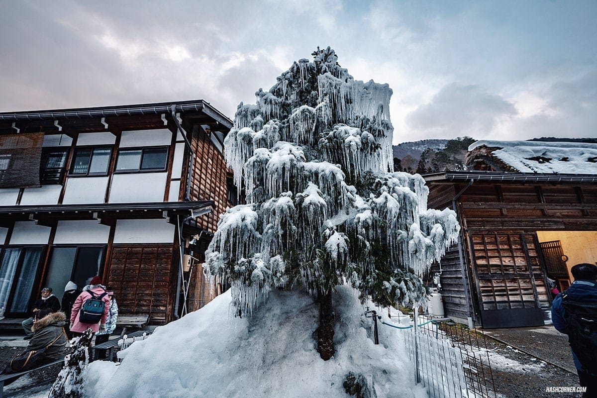 Shirakawa-go Winter Light Up : Japan Travel Guide