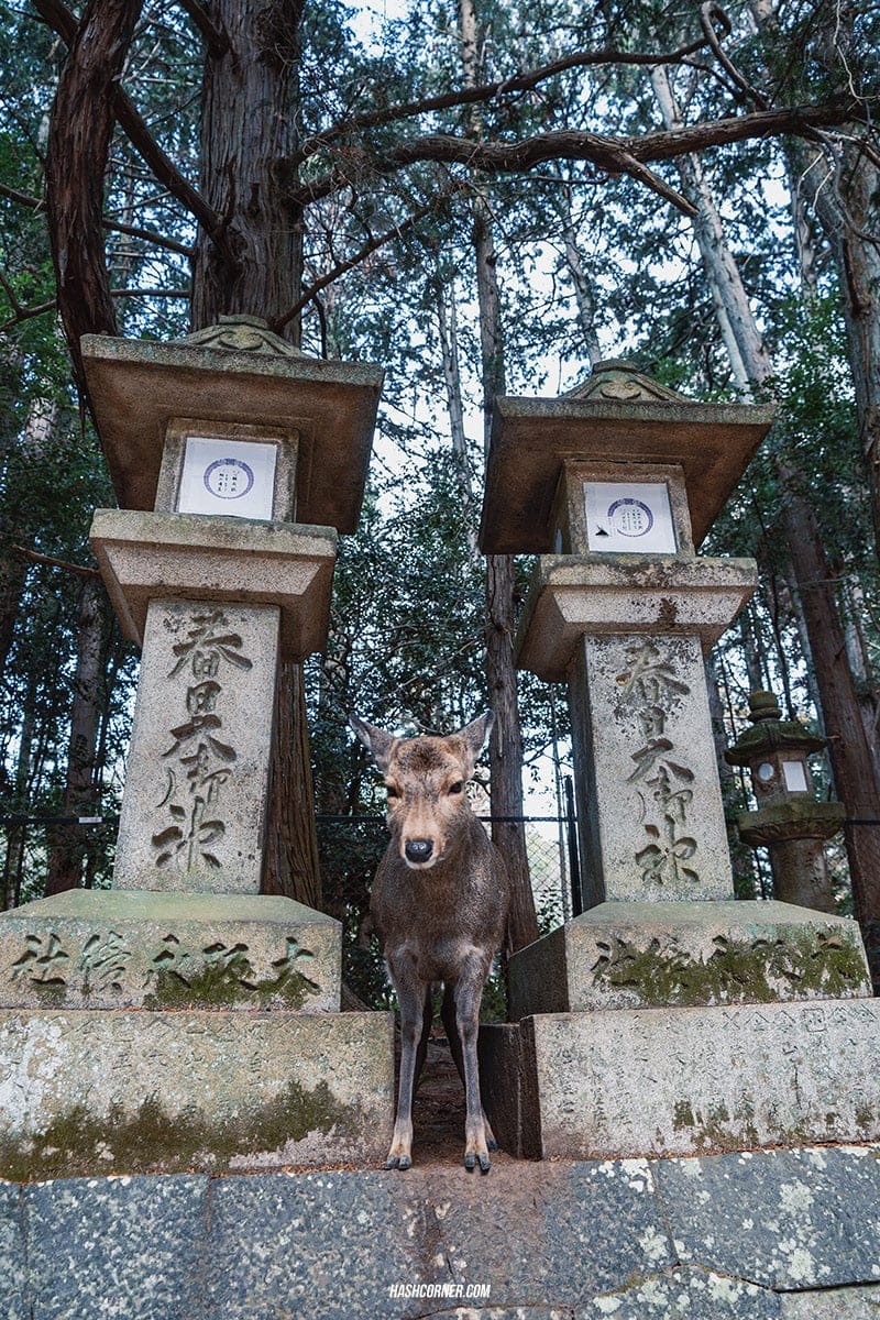 รีวิว นารา (Nara) x คันไซ ญี่ปุ่นสไตล์เที่ยวเก่ง