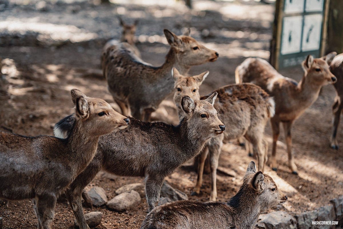 รีวิว นารา (Nara) x คันไซ ญี่ปุ่นสไตล์เที่ยวเก่ง
