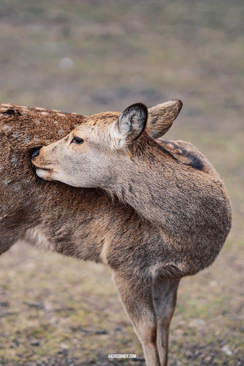 รีวิว นารา (Nara) x คันไซ ญี่ปุ่นสไตล์เที่ยวเก่ง