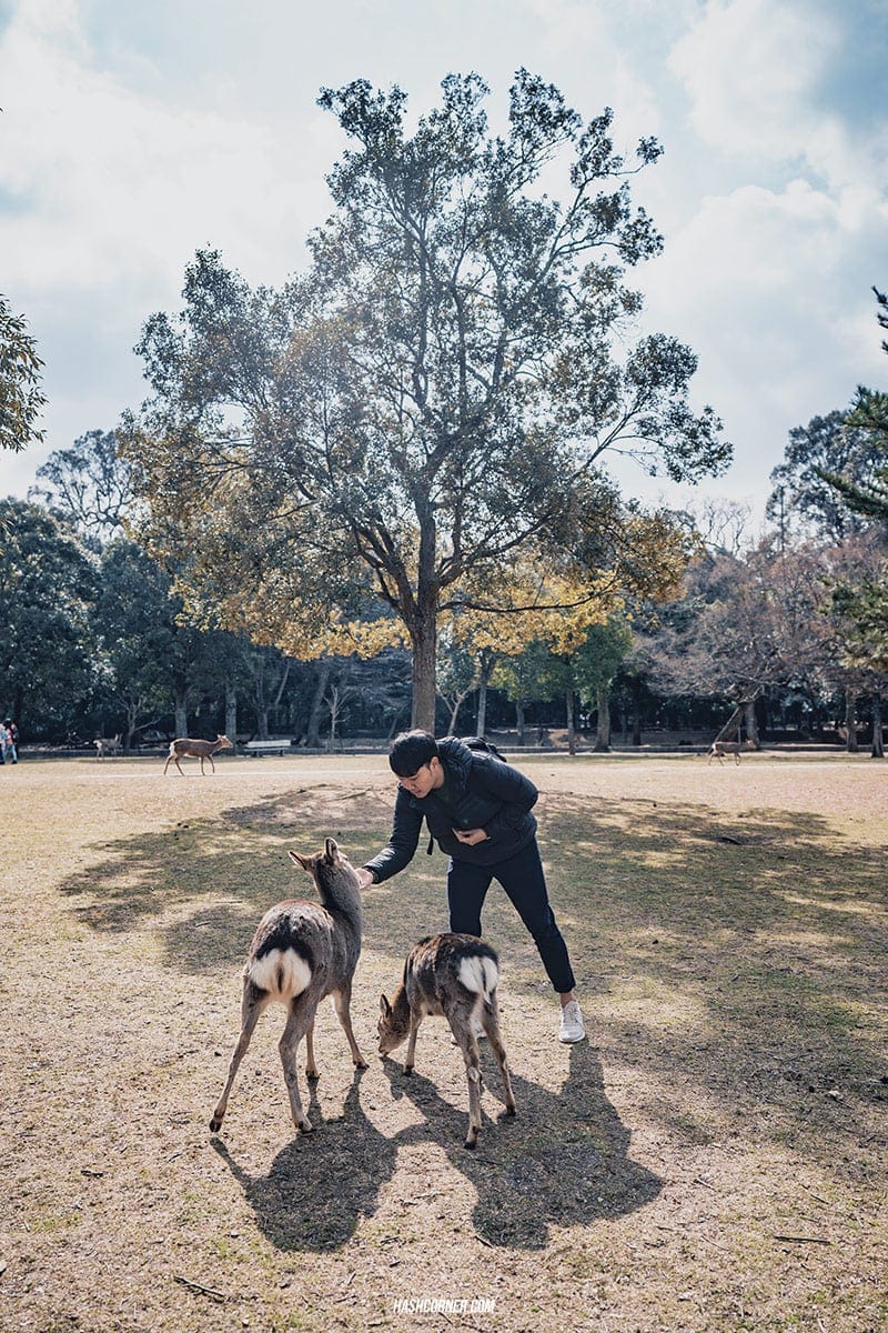 รีวิว นารา (Nara) x คันไซ ญี่ปุ่นสไตล์เที่ยวเก่ง