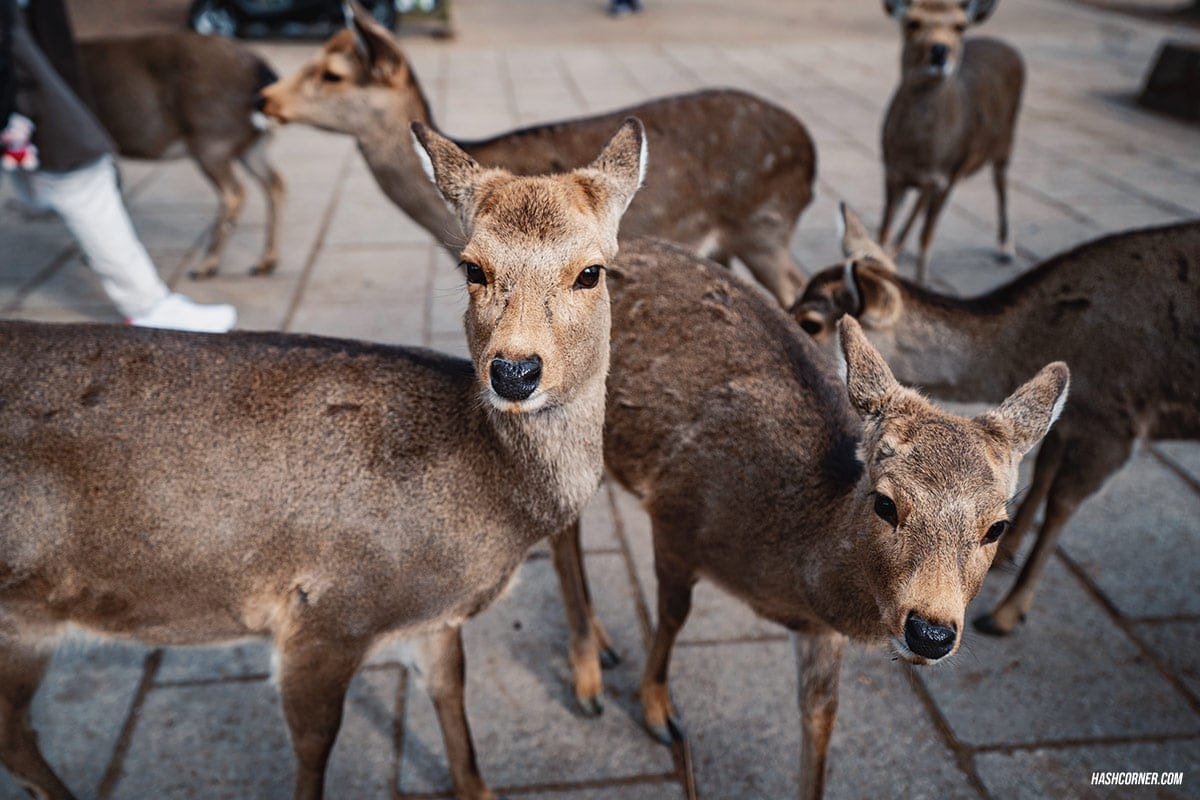 รีวิว นารา (Nara) x คันไซ ญี่ปุ่นสไตล์เที่ยวเก่ง