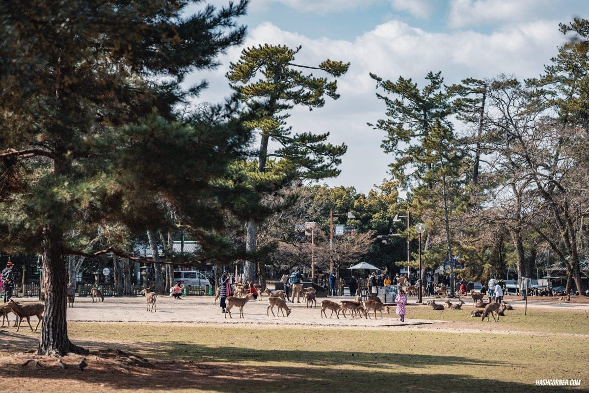 รีวิว นารา (Nara) x คันไซ ญี่ปุ่นสไตล์เที่ยวเก่ง