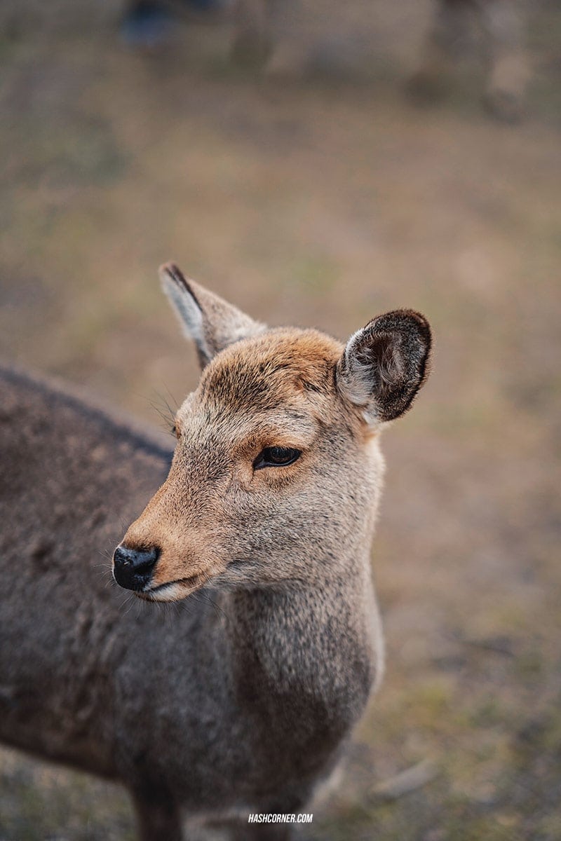 รีวิว นารา (Nara) x คันไซ ญี่ปุ่นสไตล์เที่ยวเก่ง