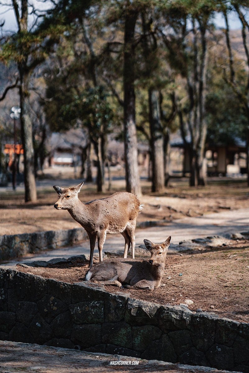 รีวิว นารา (Nara) x คันไซ ญี่ปุ่นสไตล์เที่ยวเก่ง