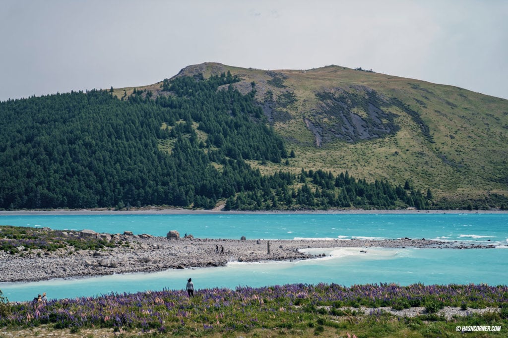 รีวิว ทะเลสาบเทคาโป (Lake Tekapo) เที่ยวเกาะใต้ นิวซีแลนด์