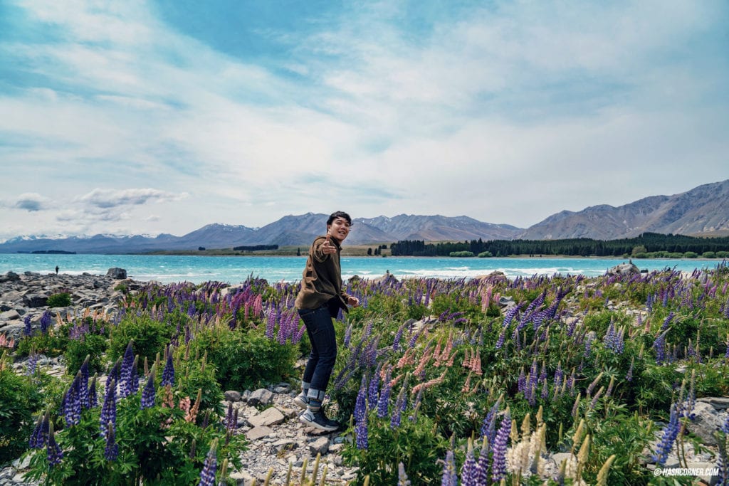 รีวิว ทะเลสาบเทคาโป (Lake Tekapo) เที่ยวเกาะใต้ นิวซีแลนด์