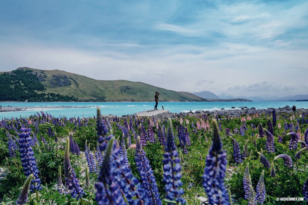 รีวิว ทะเลสาบเทคาโป (Lake Tekapo) เที่ยวเกาะใต้ นิวซีแลนด์