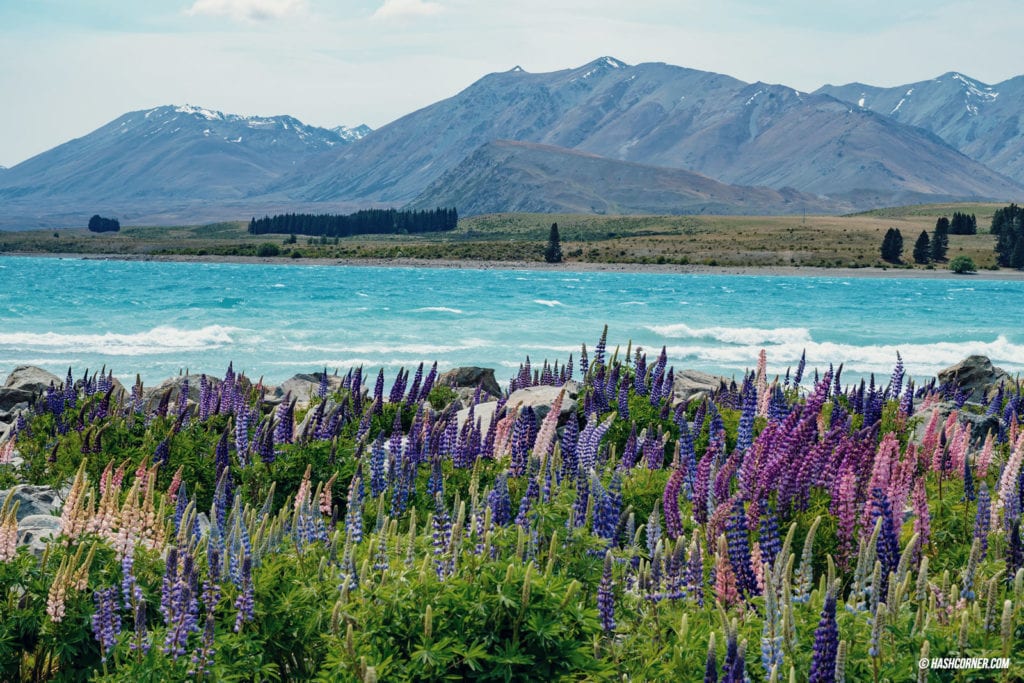 รีวิว ทะเลสาบเทคาโป (Lake Tekapo) เที่ยวเกาะใต้ นิวซีแลนด์