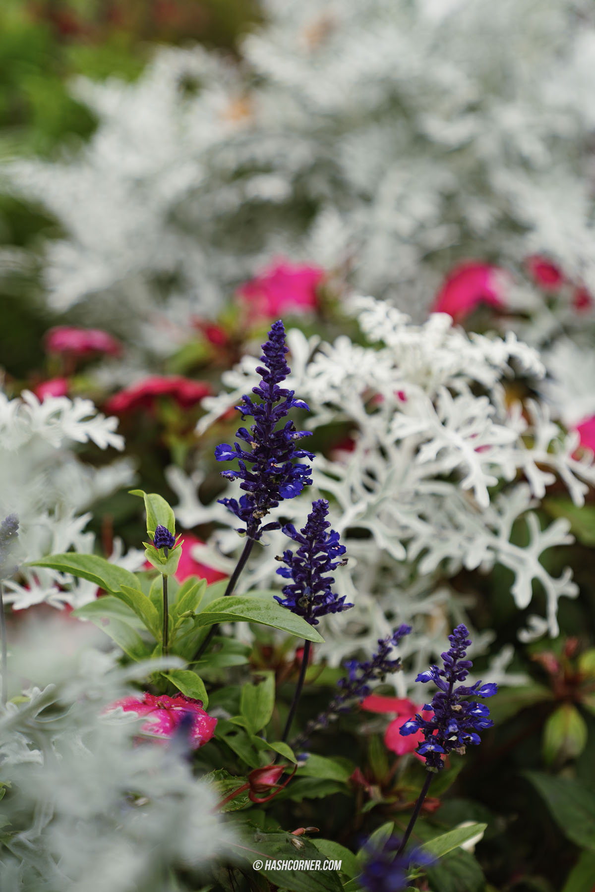 รีวิว อินเทอร์ลาเคิน (Interlaken) x สวิตเซอร์แลนด์ เมืองสองทะเลสาบ